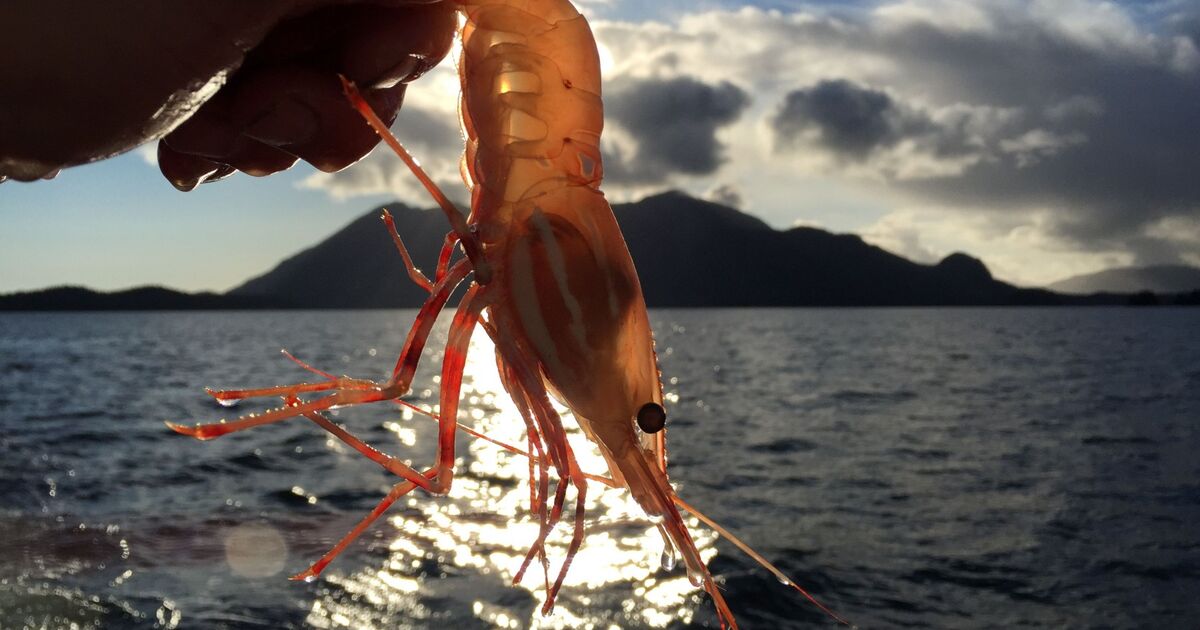 Tofino Fish Guides - February - April 2017