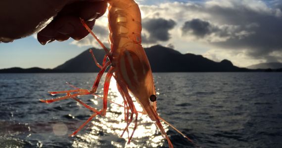 Fresh spot prawns